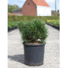 PINUS mugo VARELLA - Pin des montagnes