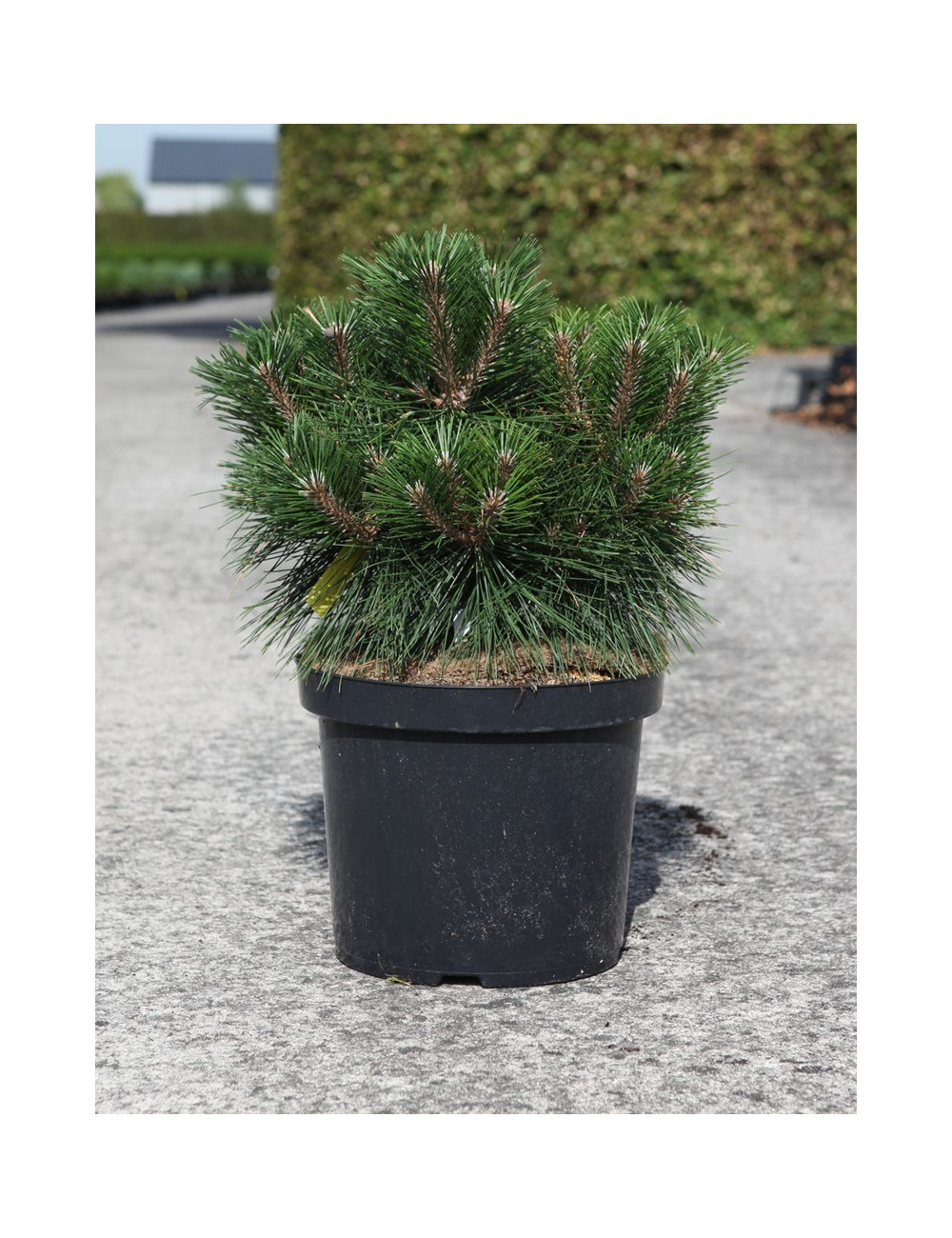 PINUS nigra MARIE BRÉGEON® - Pin noir nain En pot de 10-12 litres hauteur 040-050 cm