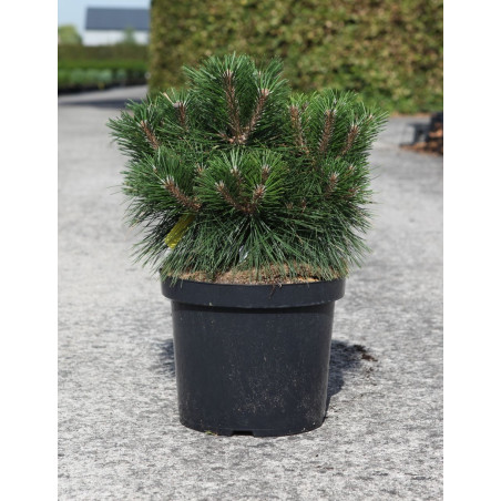 PINUS nigra MARIE BRÉGEON® - Pin noir nain En pot de 10-12 litres hauteur 040-050 cm