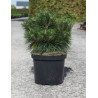 PINUS nigra MARIE BRÉGEON® - Pin noir nain En pot de 10-12 litres hauteur 040-050 cm
