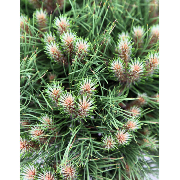 PINUS nigra MARIE BRÉGEON® - Pin noir nain