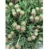 PINUS nigra MARIE BRÉGEON® - Pin noir nain