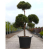 PINUS nigra MARIE BRÉGEON® - Pin noir nain