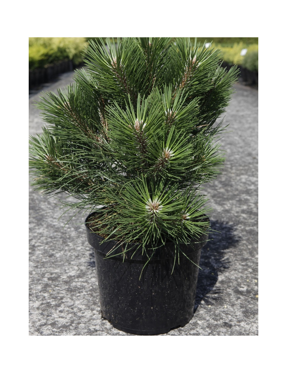 PINUS nigra NANA - Pin noir nain En pot de 7-10 litres hauteur 025-030 cm