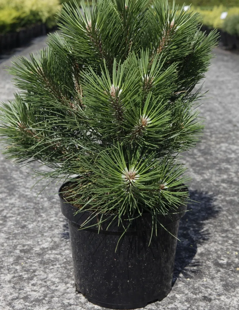 Pinus Nigra Nana Conif re Nain Compact Id al Rocailles Terrasses 