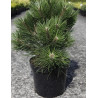 PINUS nigra NANA - Pin noir nain En pot de 7-10 litres hauteur 025-030 cm