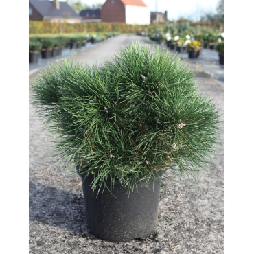 PINUS nigra NANA - Pin noir nain En pot de 10-12 litres hauteur 030-040 cm