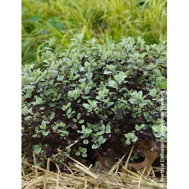 PITTOSPORUM tenuifolium BANNOW BAY® - Pittospore à petites feuilles