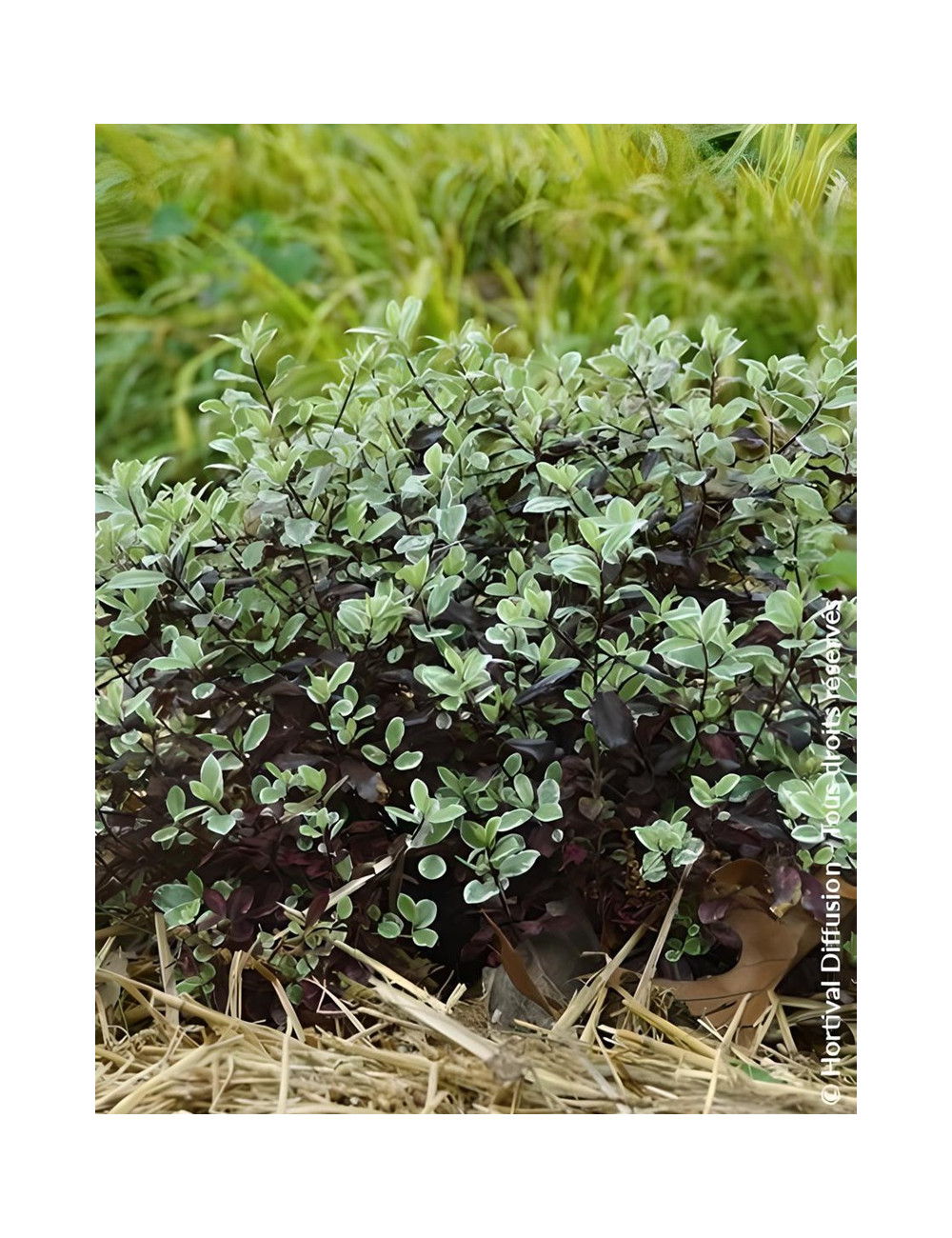 PITTOSPORUM tenuifolium BANNOW BAY® - Pittospore à petites feuilles