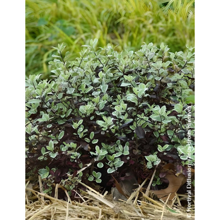 PITTOSPORUM tenuifolium BANNOW BAY® - Pittospore à petites feuilles