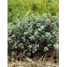 PITTOSPORUM tenuifolium BANNOW BAY® - Pittospore à petites feuilles