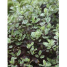 PITTOSPORUM tenuifolium BANNOW BAY® - Pittospore à petites feuilles