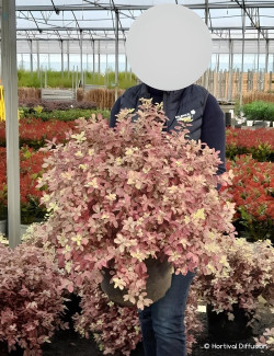 PITTOSPORUM tenuifolium BANNOW BAY® - Pittospore à petites feuilles En pot de 15-20 litres buisson extra fort