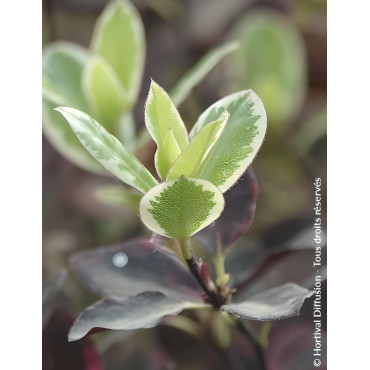 PITTOSPORUM tenuifolium BANNOW BAY® - Pittospore à petites feuilles