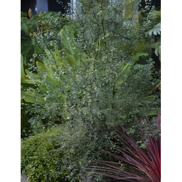 PITTOSPORUM tenuifolium GREEN ELF - Pittospore à petites feuilles