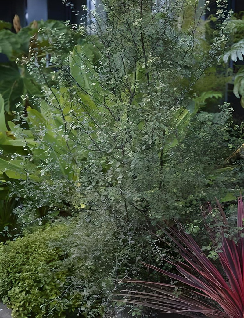 PITTOSPORUM tenuifolium GREEN ELF - Pittospore à petites feuilles