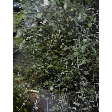 PITTOSPORUM tenuifolium GREEN ELF - Pittospore à petites feuilles