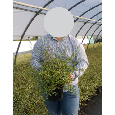 PITTOSPORUM tenuifolium GREEN ELF - Pittospore à petites feuilles En pot de 4-5 litres buisson