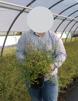 PITTOSPORUM tenuifolium GREEN ELF - Pittospore à petites feuilles En pot de 4-5 litres buisson