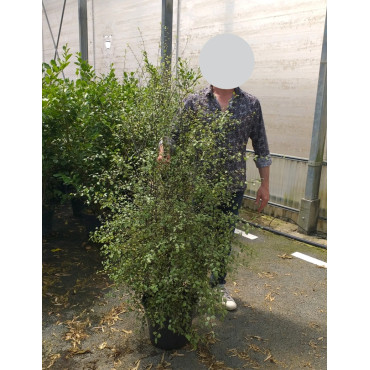 PITTOSPORUM tenuifolium GREEN ELF - Pittospore à petites feuilles En pot de 15-20 litres buisson extra fort