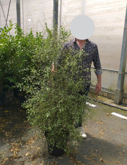 PITTOSPORUM tenuifolium GREEN ELF - Pittospore à petites feuilles En pot de 15-20 litres buisson extra fort