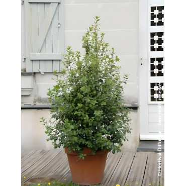 PITTOSPORUM tenuifolium IRISH LUCK® - Pittospore à petites feuilles