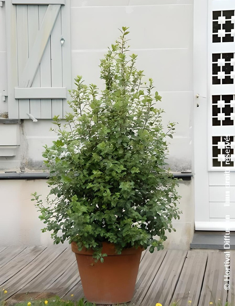 PITTOSPORUM tenuifolium IRISH LUCK® - Pittospore à petites feuilles