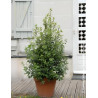 PITTOSPORUM tenuifolium IRISH LUCK® - Pittospore à petites feuilles