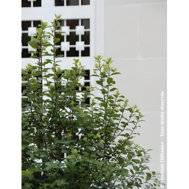 PITTOSPORUM tenuifolium IRISH LUCK® - Pittospore à petites feuilles