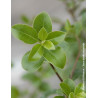 PITTOSPORUM tenuifolium IRISH LUCK® - Pittospore à petites feuilles