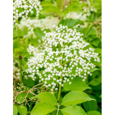 SAMBUCUS nigra HASCHBERG - Sureau noir