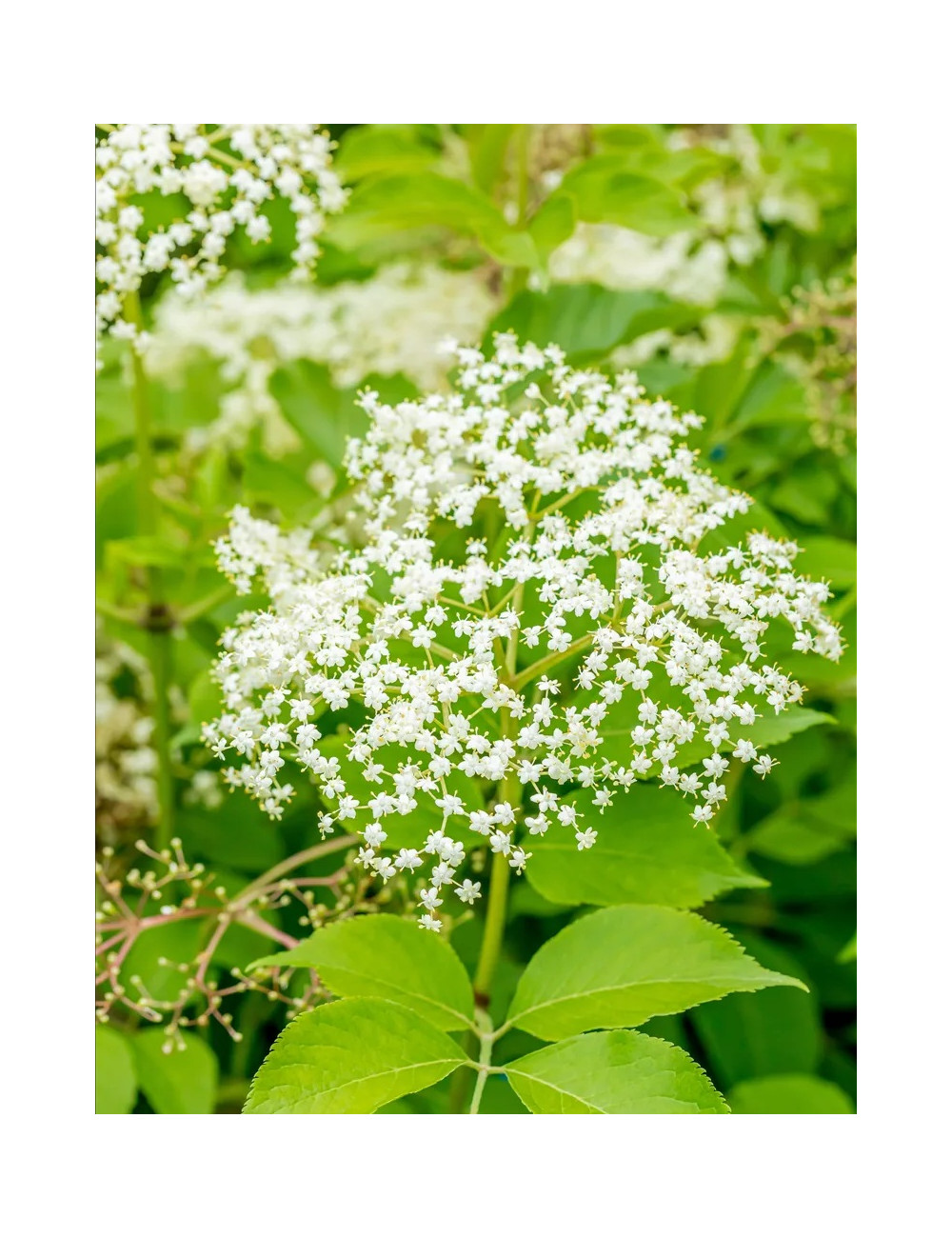 SAMBUCUS nigra HASCHBERG - Sureau noir