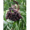 SAMBUCUS nigra HASCHBERG - Sureau noir