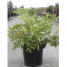 SAMBUCUS nigra HASCHBERG - Sureau noir En pot de 10-12 litres buisson hauteur 060-080 cm