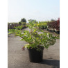 SAMBUCUS nigra HASCHBERG - Sureau noir En pot de 10-12 litres buisson hauteur 060-080 cm