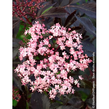 SAMBUCUS nigra BLACK BEAUTY - Sureau noir