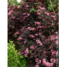 SAMBUCUS nigra BLACK BEAUTY - Sureau noir