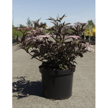 SAMBUCUS nigra BLACK BEAUTY - Sureau noir En pot de 10-12 litres buisson hauteur 060-080 cm