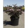 SAMBUCUS nigra BLACK BEAUTY - Sureau noir En pot de 10-12 litres buisson hauteur 060-080 cm