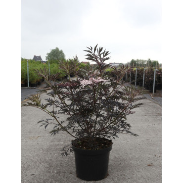 SAMBUCUS nigra BLACK BEAUTY - Sureau noir En pot de 10-12 litres buisson hauteur 060-080 cm