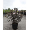 SAMBUCUS nigra BLACK BEAUTY - Sureau noir En pot de 10-12 litres buisson hauteur 060-080 cm
