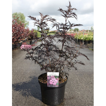SAMBUCUS nigra CHERRY LACE - Sureau noir En pot de 10-12 litres buisson hauteur 060-080 cm