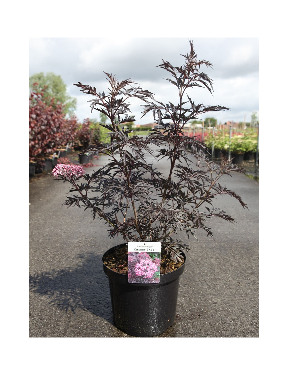 SAMBUCUS nigra CHERRY LACE - Sureau noir En pot de 10-12 litres buisson hauteur 060-080 cm