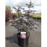 SAMBUCUS nigra CHERRY LACE - Sureau noir En pot de 10-12 litres buisson hauteur 060-080 cm