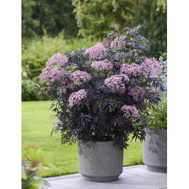 SAMBUCUS nigra CHERRY LACE - Sureau noir