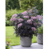 SAMBUCUS nigra CHERRY LACE - Sureau noir