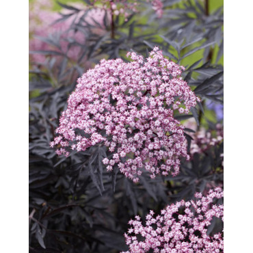 SAMBUCUS nigra CHERRY LACE - Sureau noir