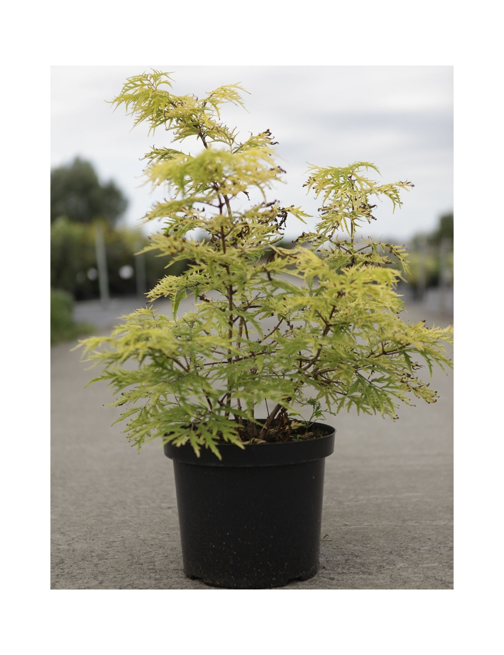 SAMBUCUS racemosa LEMONY LACE® - Sureau à grappes En pot de 10-12 litres buisson hauteur 060-080 cm