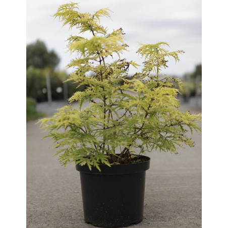 SAMBUCUS racemosa LEMONY LACE® - Sureau à grappes En pot de 10-12 litres buisson hauteur 060-080 cm