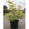 SAMBUCUS racemosa LEMONY LACE® - Sureau à grappes En pot de 10-12 litres buisson hauteur 060-080 cm